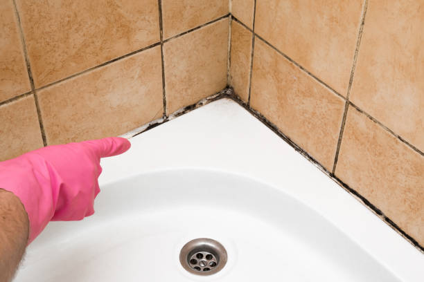 Best Bathroom Mold Remediation in Jacksonville, NC